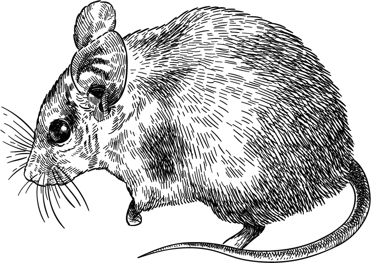 souris